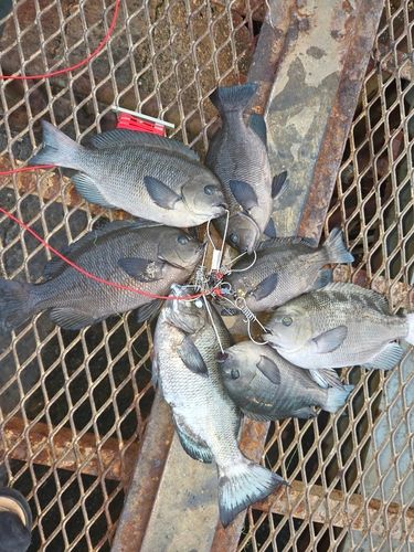 メジナの釣果