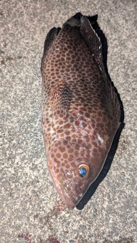 オオモンハタの釣果