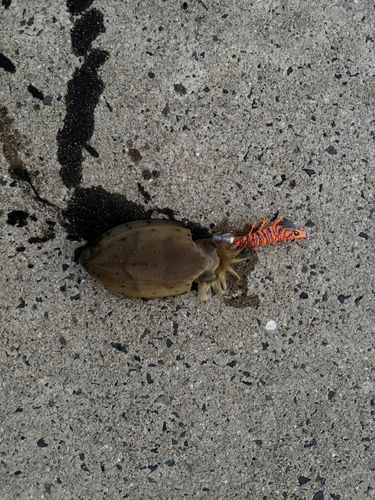 コウイカの釣果
