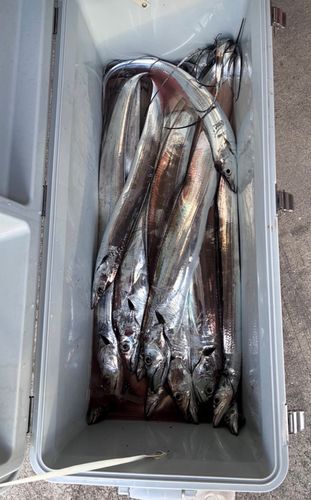 タチウオの釣果