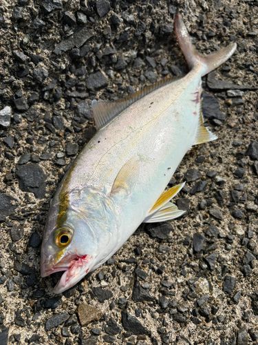 ショゴの釣果