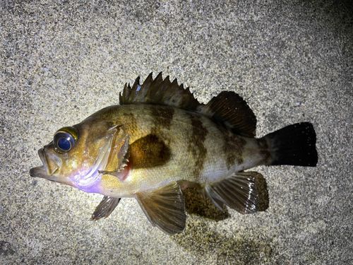 メバルの釣果
