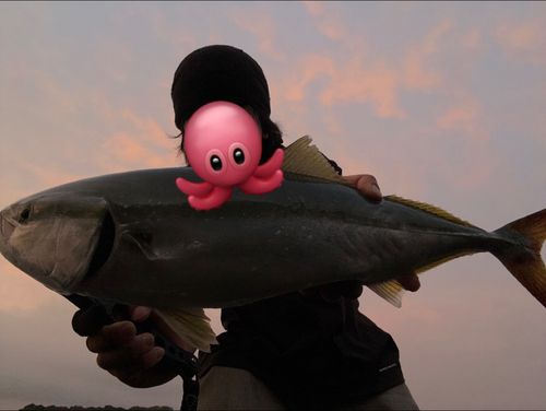 イナダの釣果
