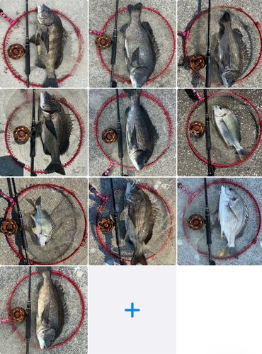 チヌの釣果