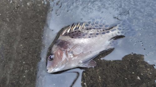 釣果