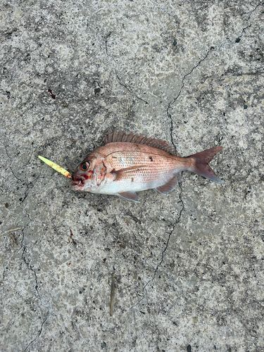 タイの釣果