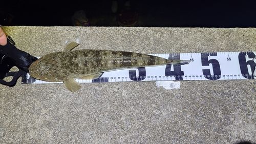マゴチの釣果