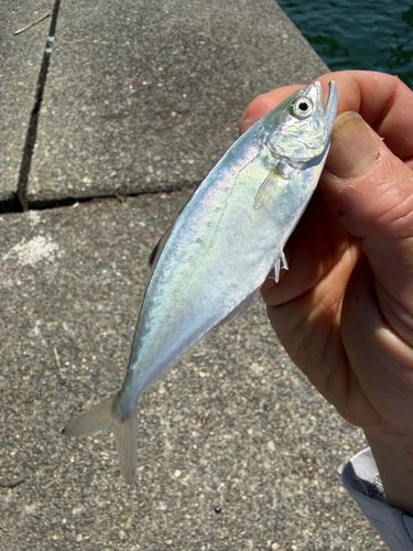 イケカツオの釣果