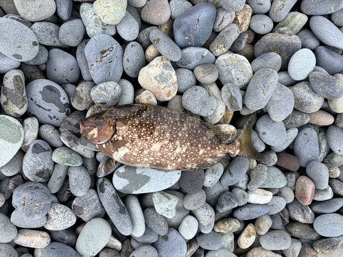 アイゴの釣果