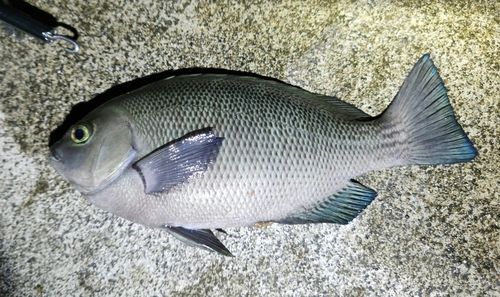 メジナの釣果