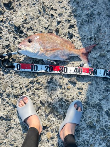 タイの釣果