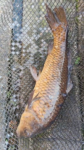 コイの釣果