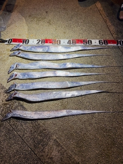 タチウオの釣果