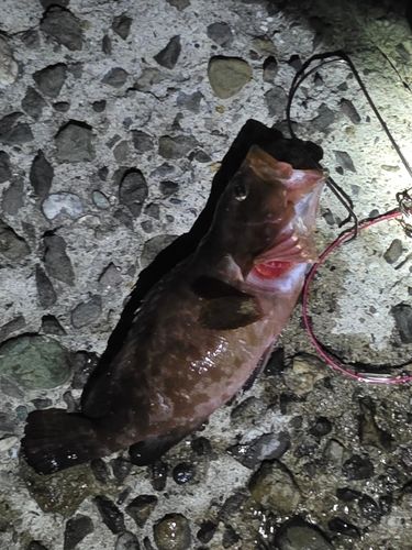 アコウの釣果