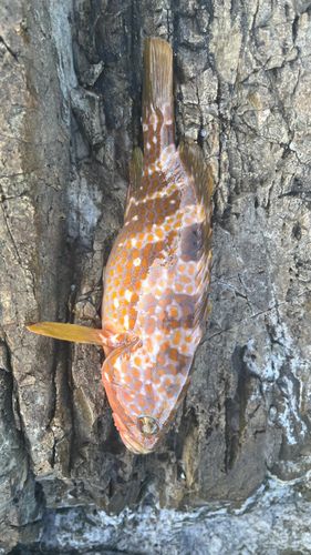 キジハタの釣果