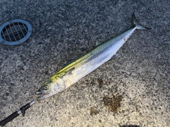サワラの釣果