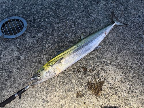 サワラの釣果