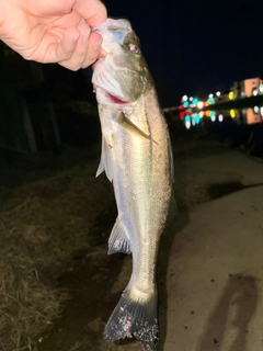 セイゴ（マルスズキ）の釣果