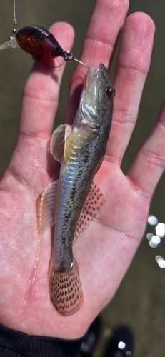 ハゼの釣果