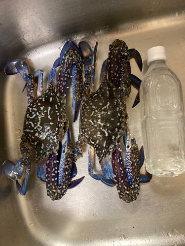 タイワンガザミの釣果