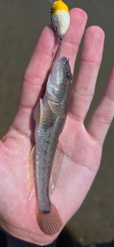ハゼクチの釣果