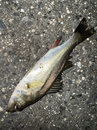 セイゴ（ヒラスズキ）の釣果