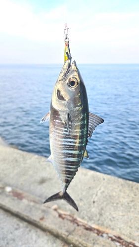 メジマグロの釣果