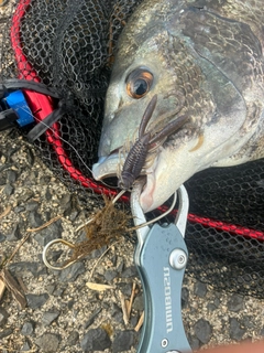 チヌの釣果