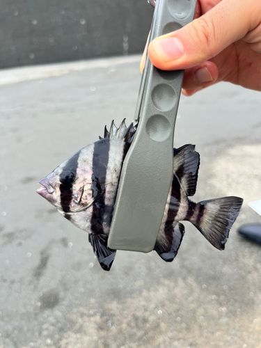 サンバソウの釣果