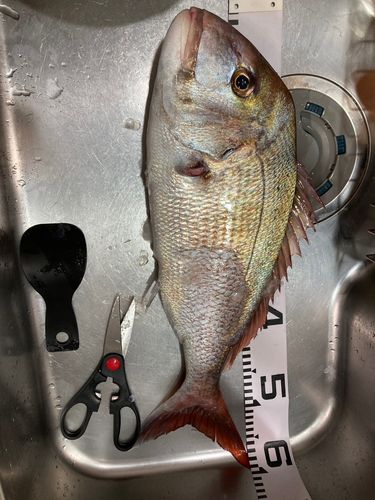タイの釣果