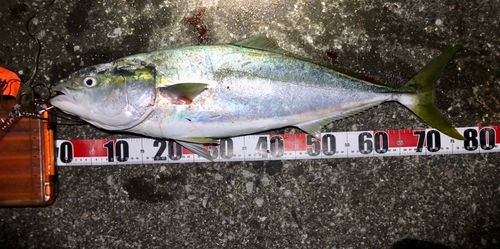 ワラサの釣果