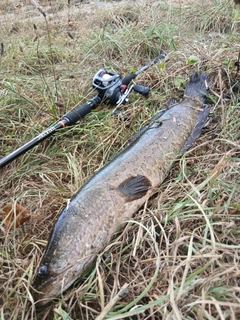 ライギョの釣果