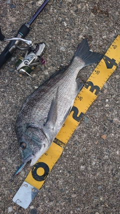 クロダイの釣果