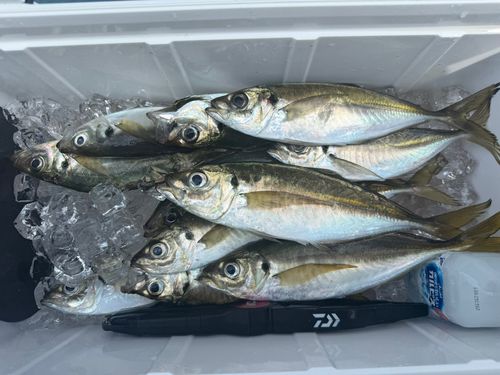 アジの釣果