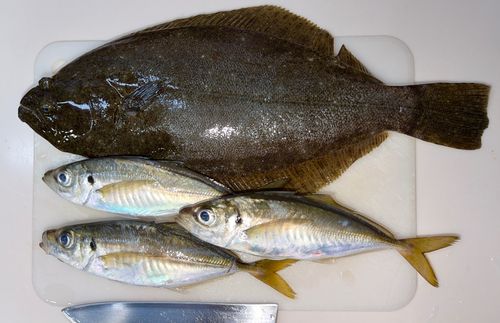 ヒラメの釣果