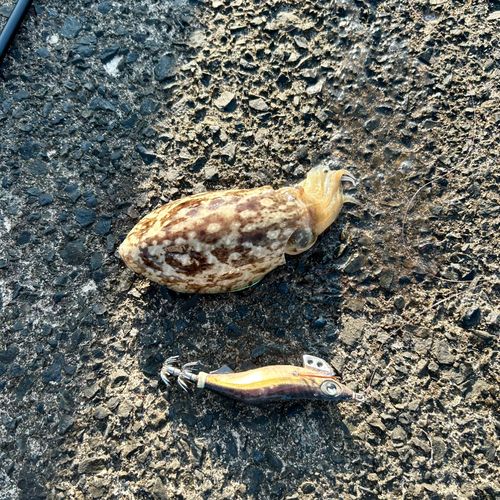 コウイカの釣果