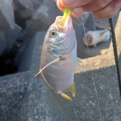 メッキの釣果