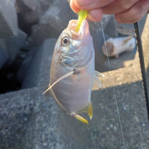 メッキの釣果