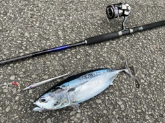 ソウダガツオの釣果