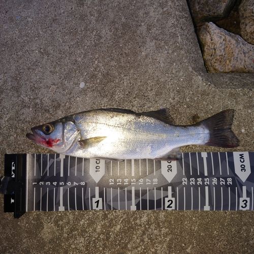セイゴ（ヒラスズキ）の釣果