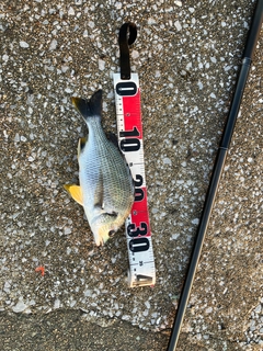 キビレの釣果