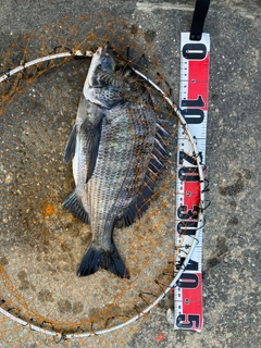 チヌの釣果