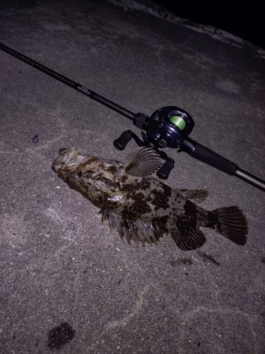 タケノコメバルの釣果