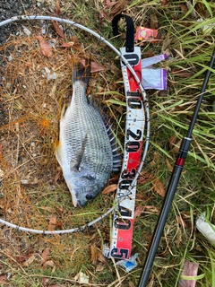キビレの釣果