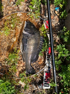 チヌの釣果
