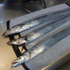 タチウオの釣果