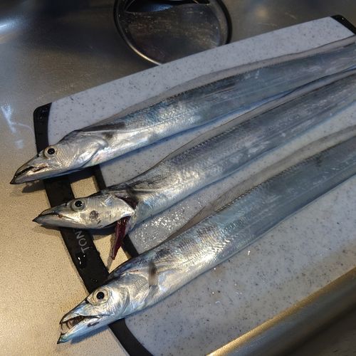 タチウオの釣果