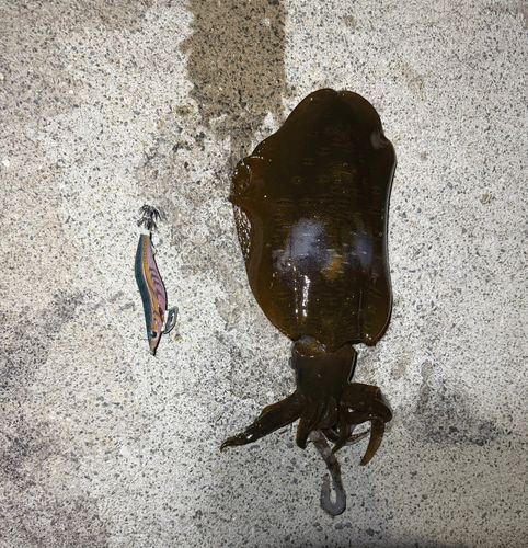 イカの釣果