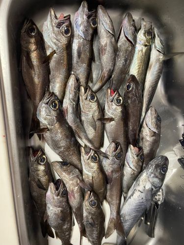 クロムツの釣果
