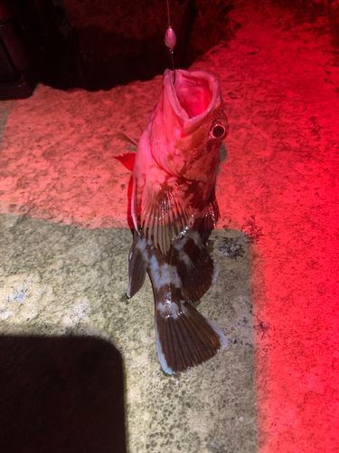 カサゴの釣果
